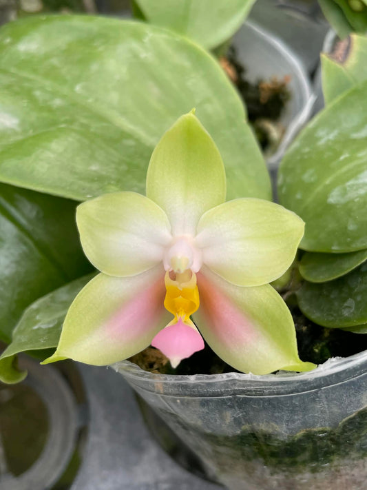 QA219 Phalaenopsis bellina f. delicata (pink) x sib - Seed Grown