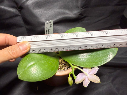 QA-256 Phalaenopsis MS Mermaid's Jewel - Seed Grown 260703 Flowering