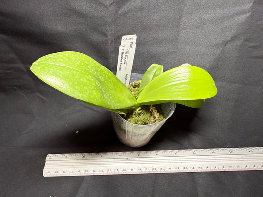 QA-256 Phalaenopsis MS Mermaid's Jewel - Seed Grown 260825 Flowering