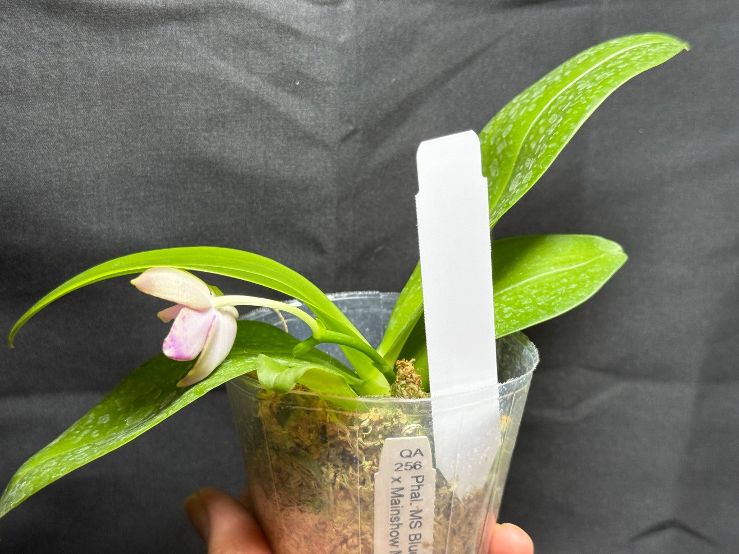 QA-256 Phalaenopsis MS Mermaid's Jewel - Seed Grown 260825 Flowering
