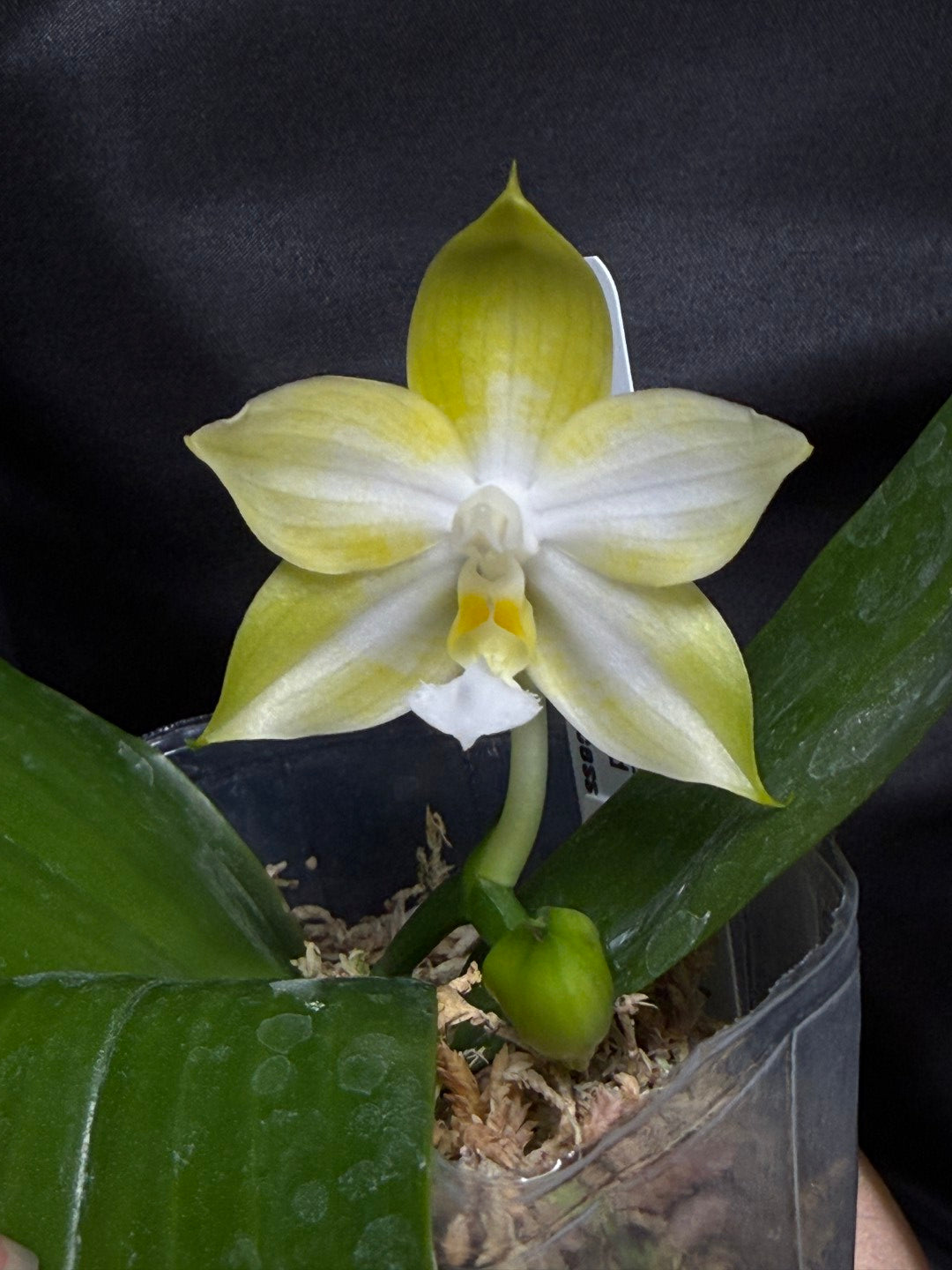 QA-293 Phalaenopsis MS Mermaid Princess - Seed Grown 260703 Flowering