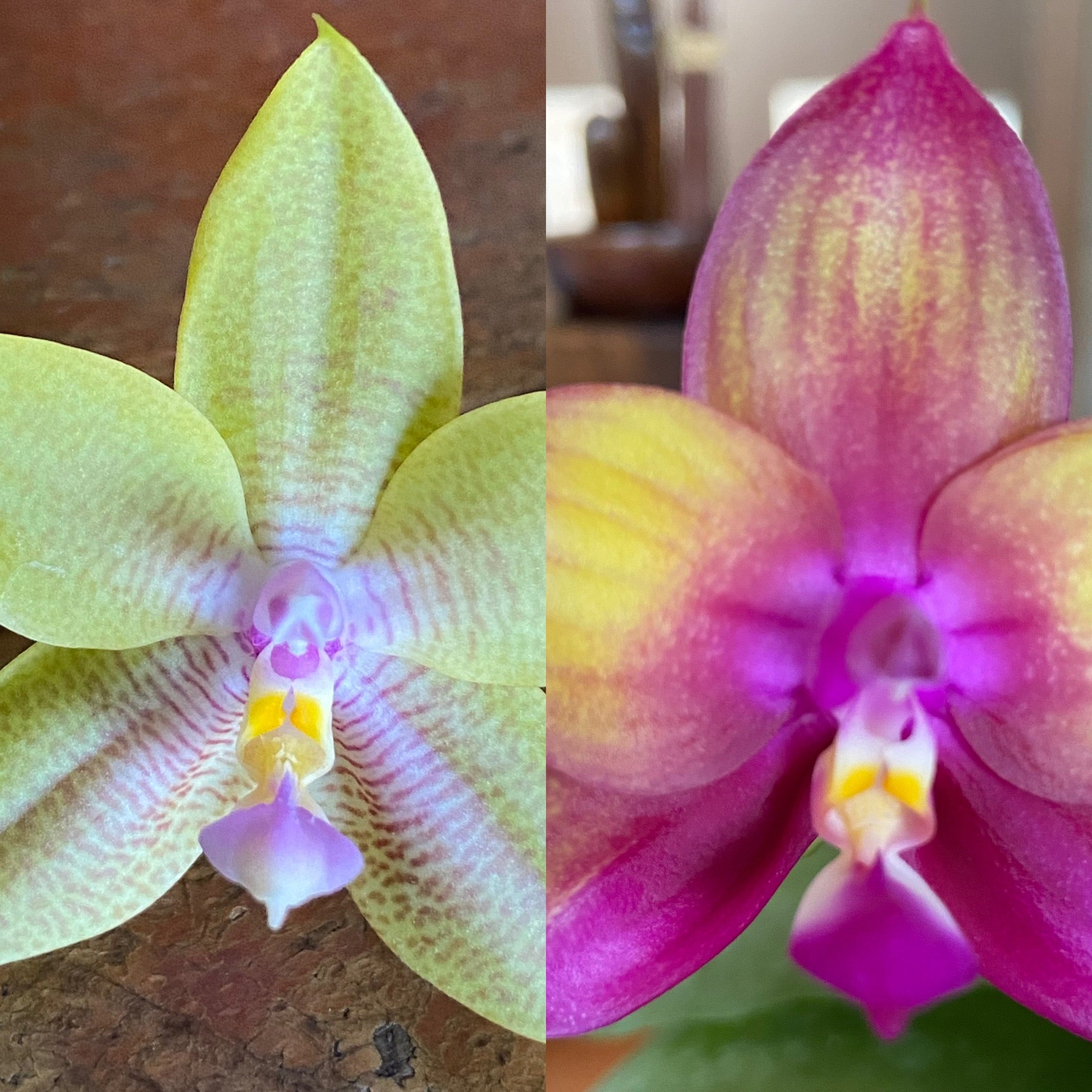 Phalaenopsis (amboinensis flava-hieroglyphica) x Mituo Love