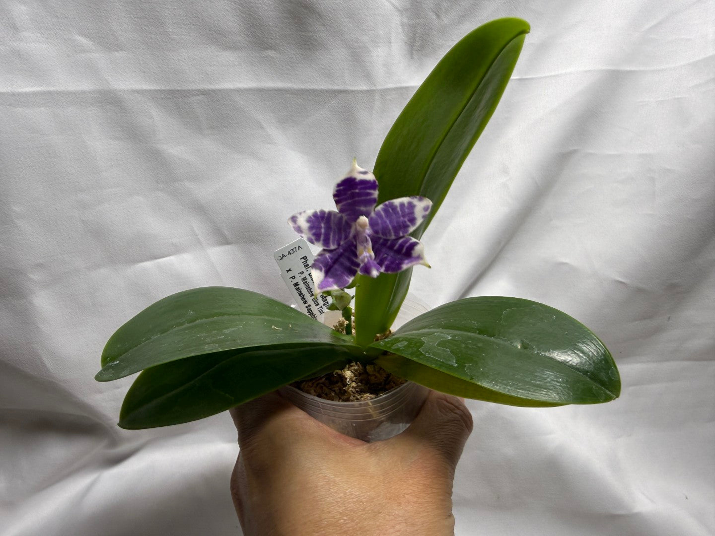 QA437A Phalaenopsis Blaine's Magic Sunset - Seed Grown 260626-A Flowering