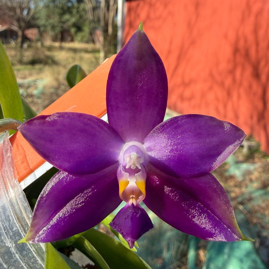 Phalaenopsis MS Elfy Jenn 251227 Seed Grown Flowering