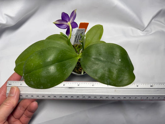 Phalaenopsis MS Elfy Jenn 251227 Seed Grown Flowering