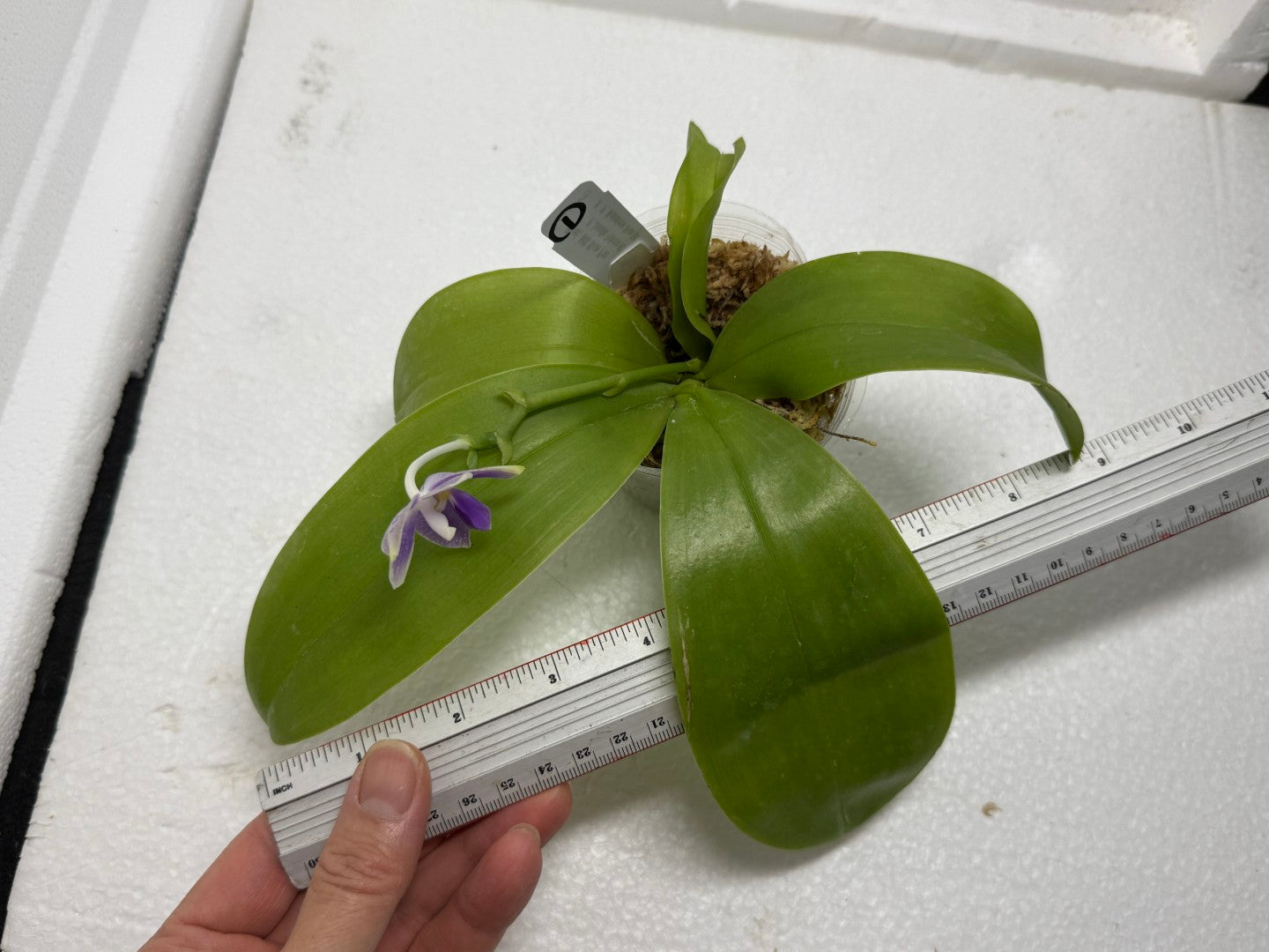 Phalaenopsis MS Blue Pax QA-117-250813-1 Flowering