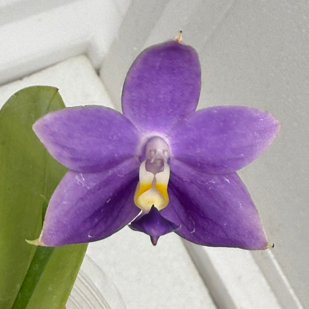 Phalaenopsis MS Blue Pax - QA-117 Seed Grown