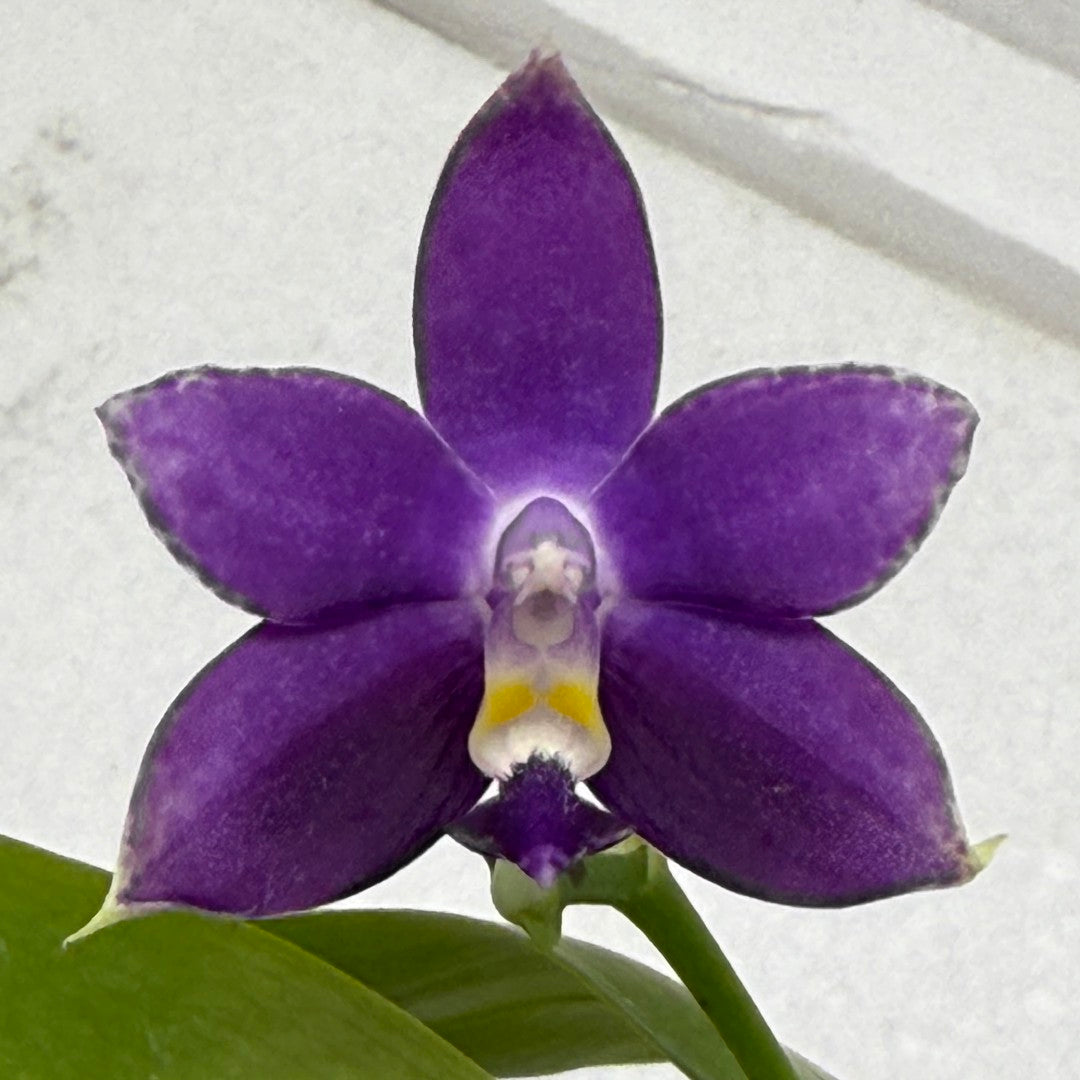 Phalaenopsis MS Blue Pax - QA-117 Seed Grown