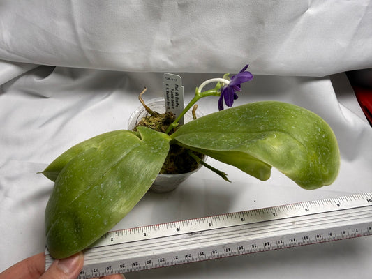 Phalaenopsis MS Blue Pax 260417 Seed Grown Flowering Deep Color