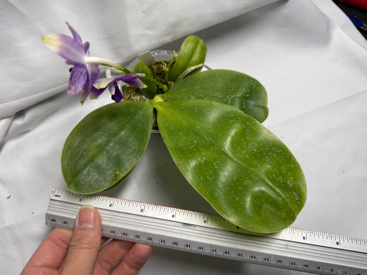 QA117 Phalaenopsis MS Blue Pax 260419 Seed Grown Flowering