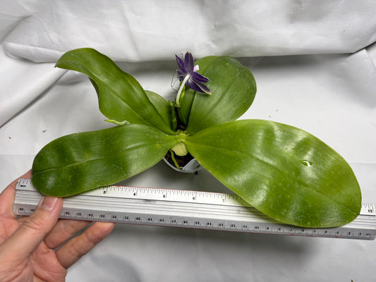 QA117 Phalaenopsis MS Blue Pax 260420 Seed Grown Flowering 2 spikes