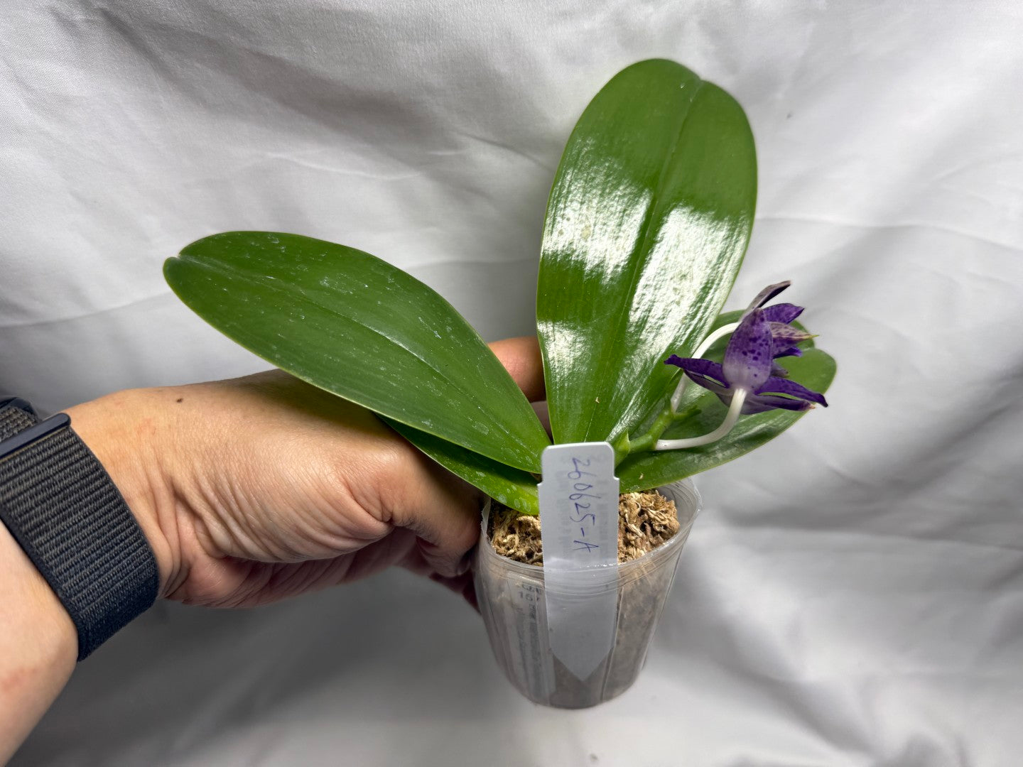 QA157 Phalaenopsis Blaine's Magic Sunset- Seed Grown 260625 Flowering