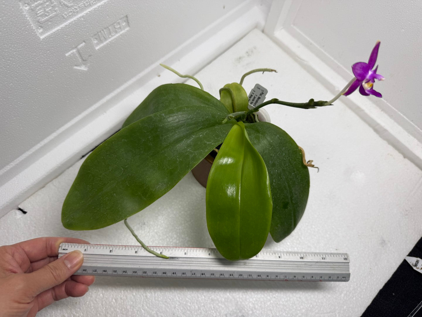 Phalaenopsis Mainshow Starry Night 250820 Flowering large plant