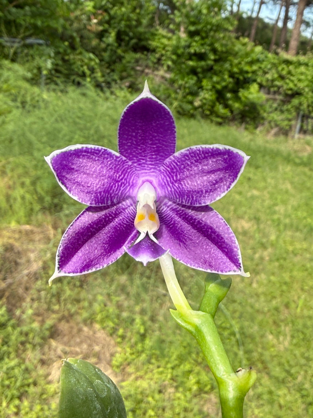 QA180 Phalaenopsis MS Elfy Jenn - Seed Grown