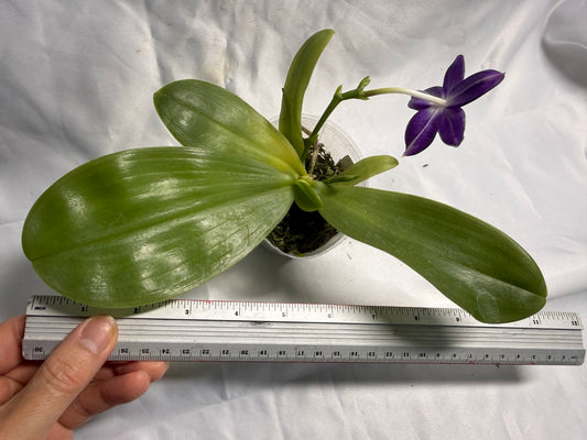 QA180 Phalaenopsis MS Elfy Jenn (Deep Blue) - Seed Grown 260531 Flowering 2 spikes