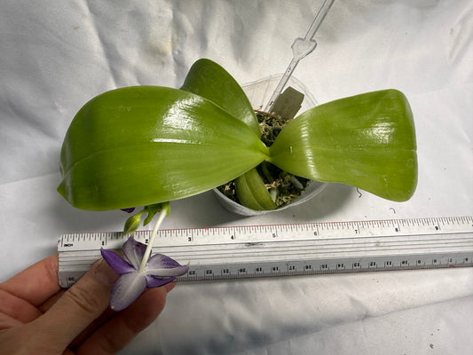 QA183 Phalaenopsis Mainshow Sapphire x KS Blue Ludde - Seed Grown 260531-C Flowering
