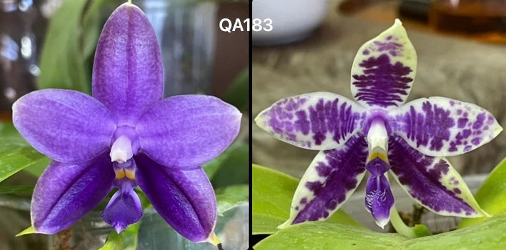 QA-183 Phalaenopsis Mainshow Sapphire x KS Blue Ludde - Seed Grown