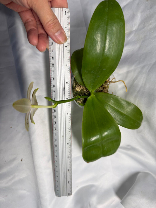 QA188 Phalaenopsis (Yaphon Christmas x KS Blue Ludde) x Mainshow Sapphire - Seed Grown 260531-C Flowering