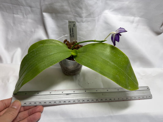QA212 Phalaenopsis MS Sapphire Tide - Seed Grown 260816-A Flowering