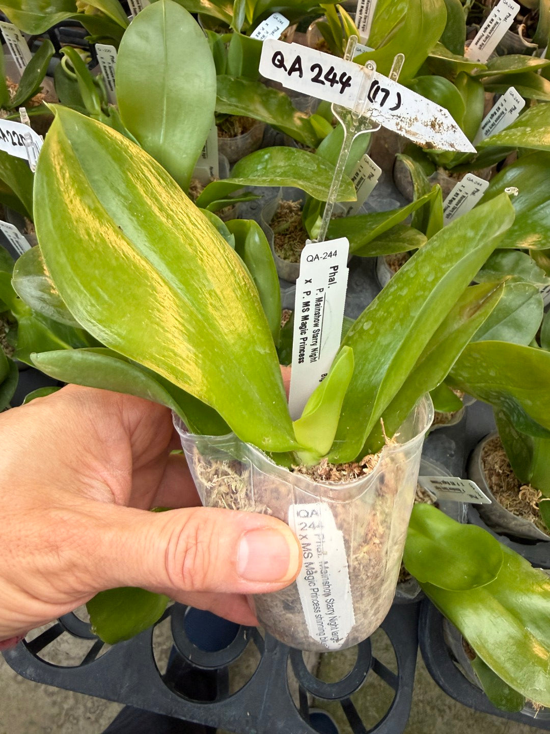 QA244 Phalaenopsis Mainshow Starry Night x MS Magic Princess - Seed Grown