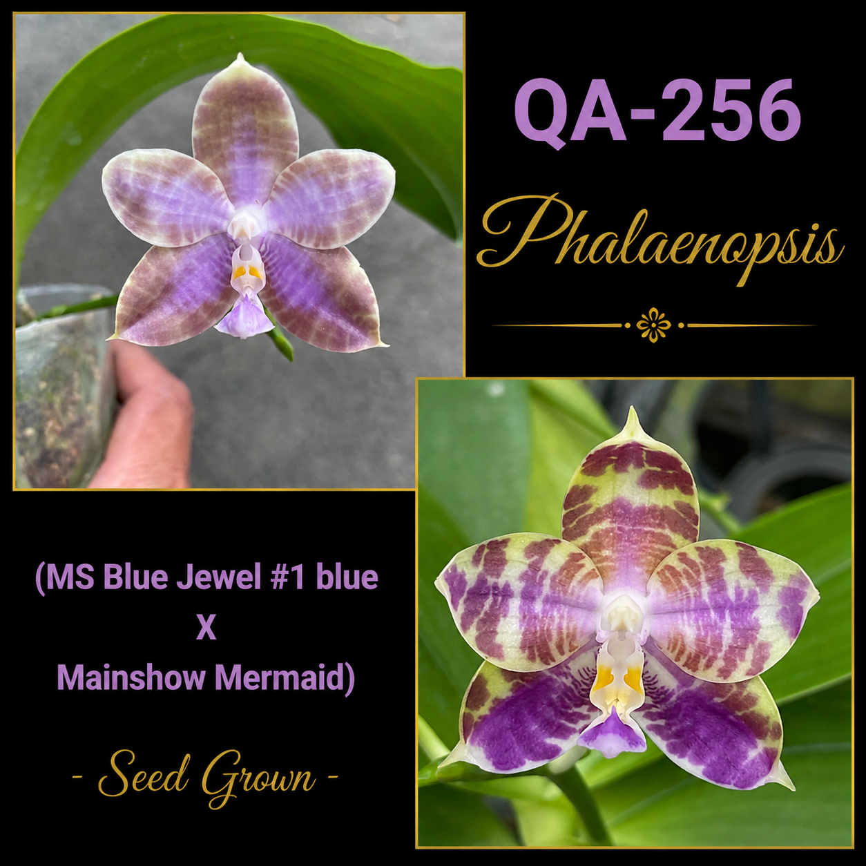 QA-256 Phalaenopsis MS Mermaid's Jewel - Seed Grown – Big Leaf Orchids