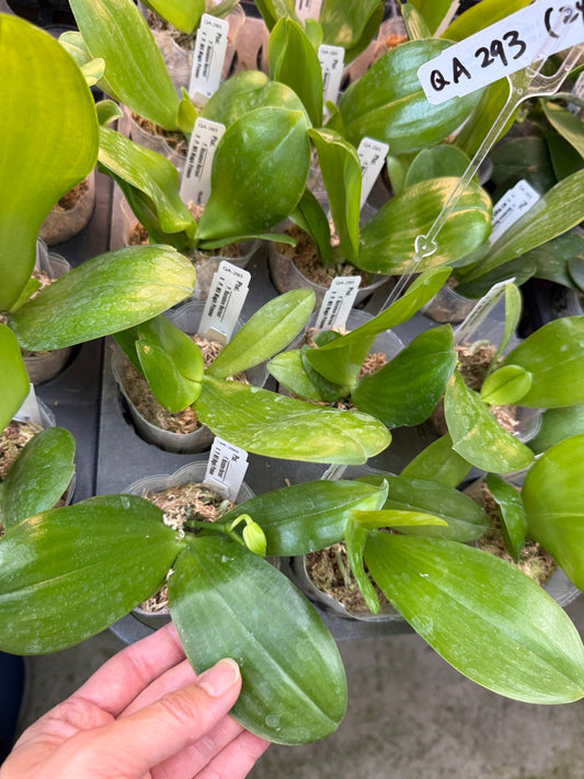 QA293 Phalaenopsis MS Mermaid Princess - Seed Grown