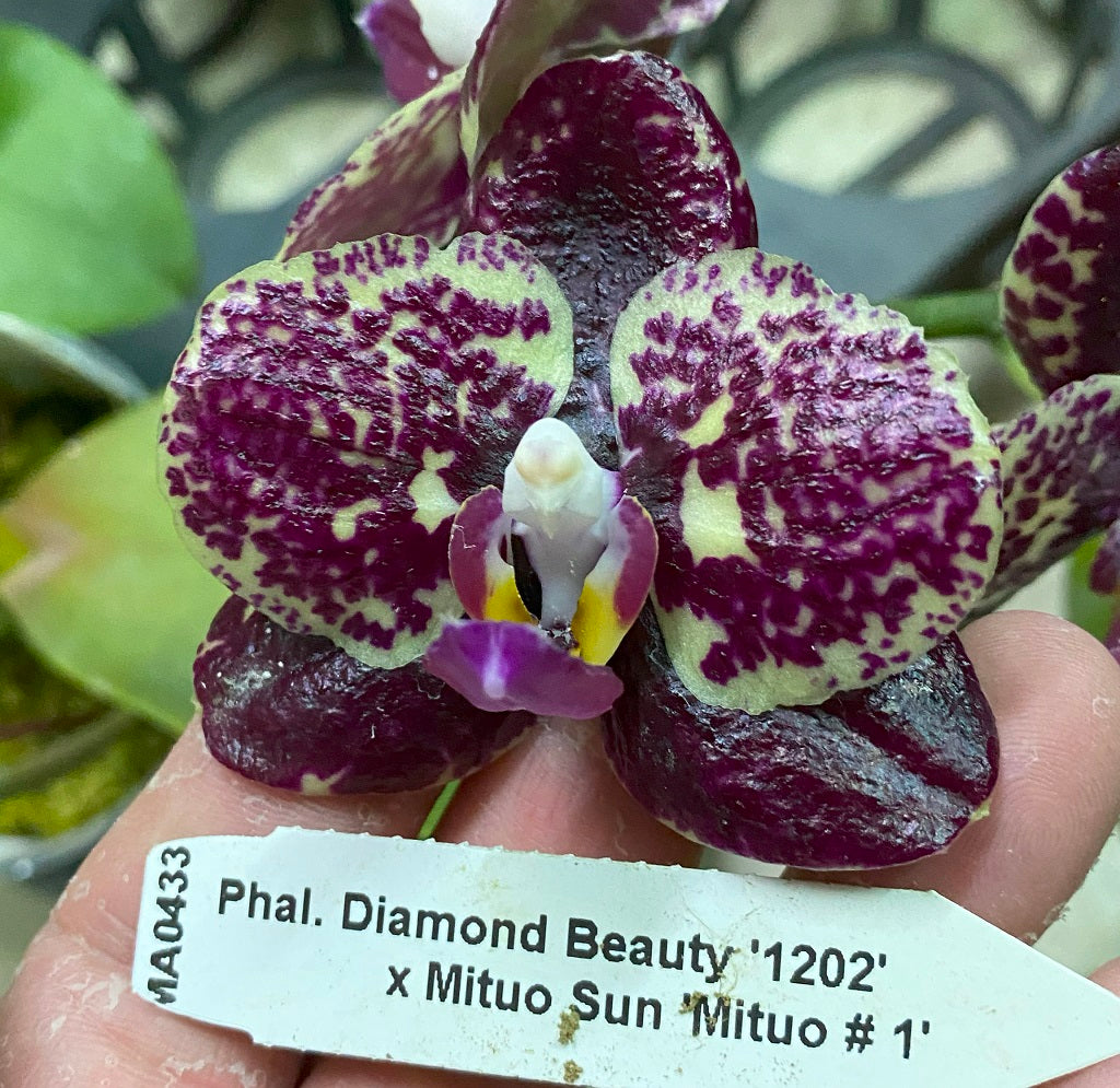 Phalaenopsis (Lioulin Orange Moon x Mituo Sunrise) - Seedlings