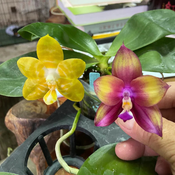 Phalaenopsis Mainshow Royal Yellow x Mituo Love- Seed Grown