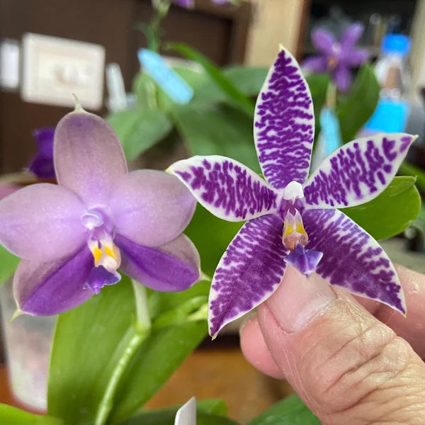 Phalaenopsis Mainshow Sapphire x KS Blue Ludde - Seed Grown