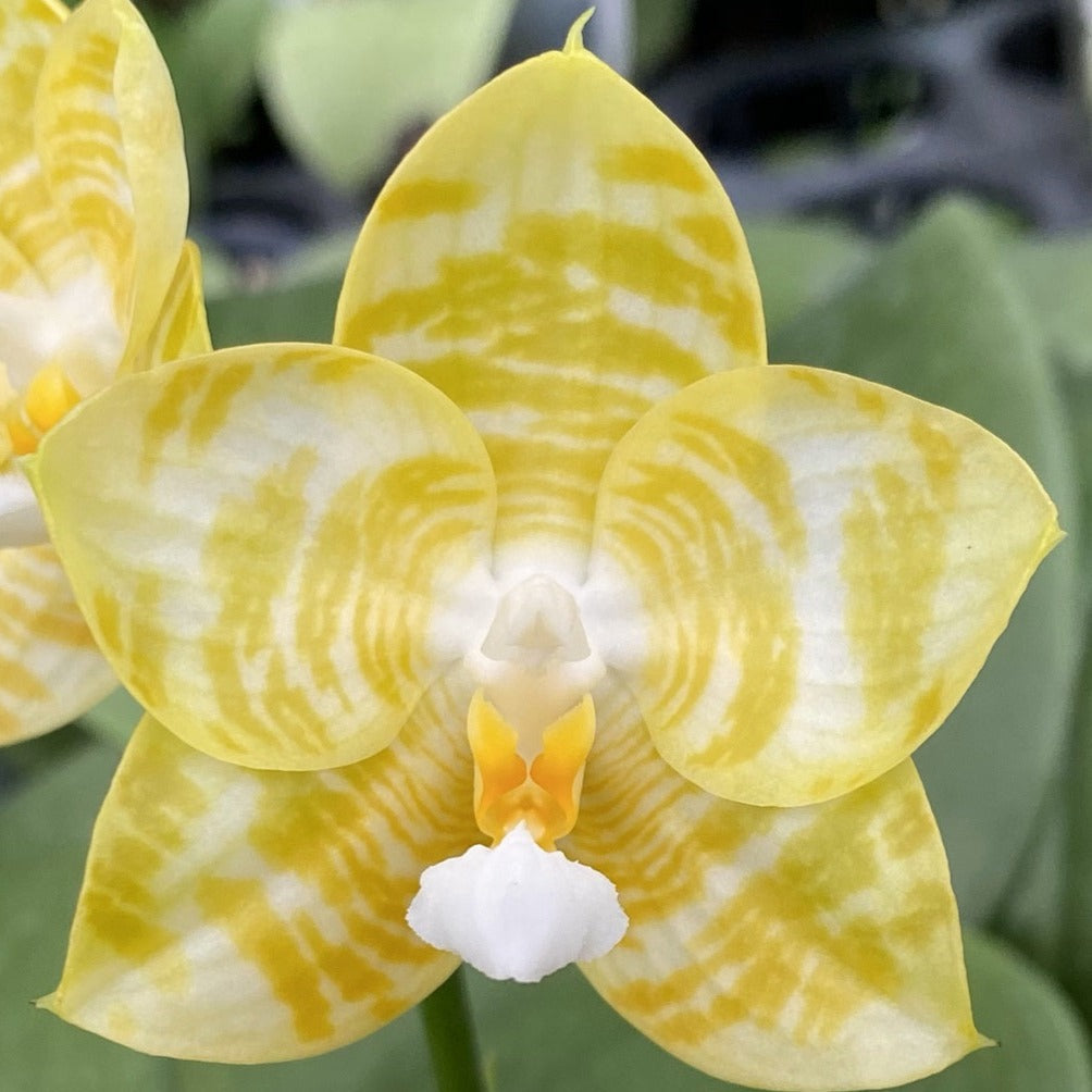Phalaenopsis Yaphon Love Song 'Yellow Super' 230811 Flowering