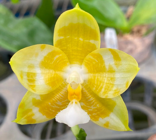 Phalaenopsis Yaphon Love Song 'Yellow #2'
