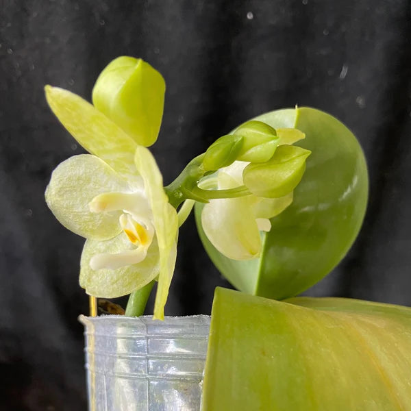 Phalaenopsis Mainshow Sunshine '7 - Up'