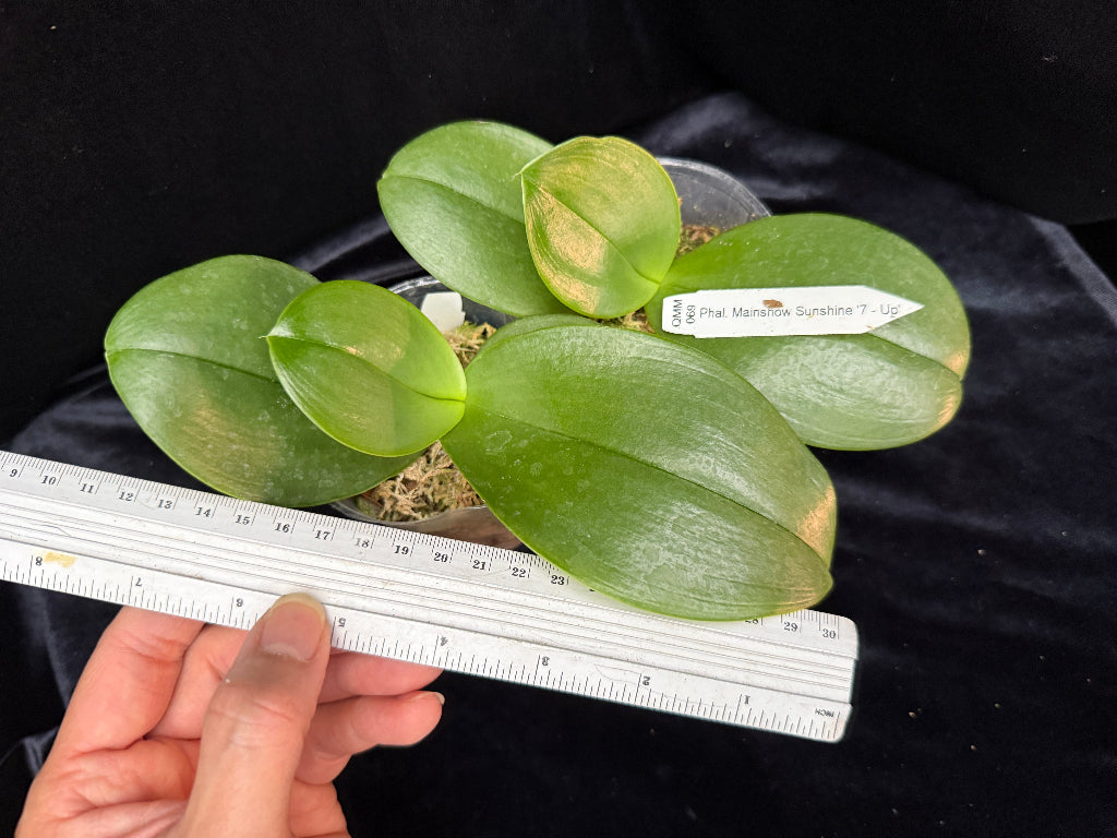 Phalaenopsis Mainshow Sunshine '7 - Up'
