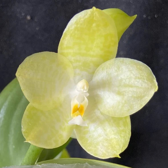 Phalaenopsis Mainshow Sunshine '7 - Up'