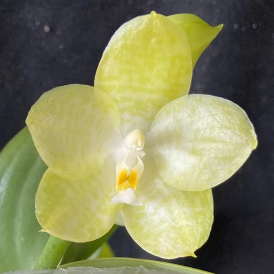 Phalaenopsis Mainshow Sunshine '7 - Up'