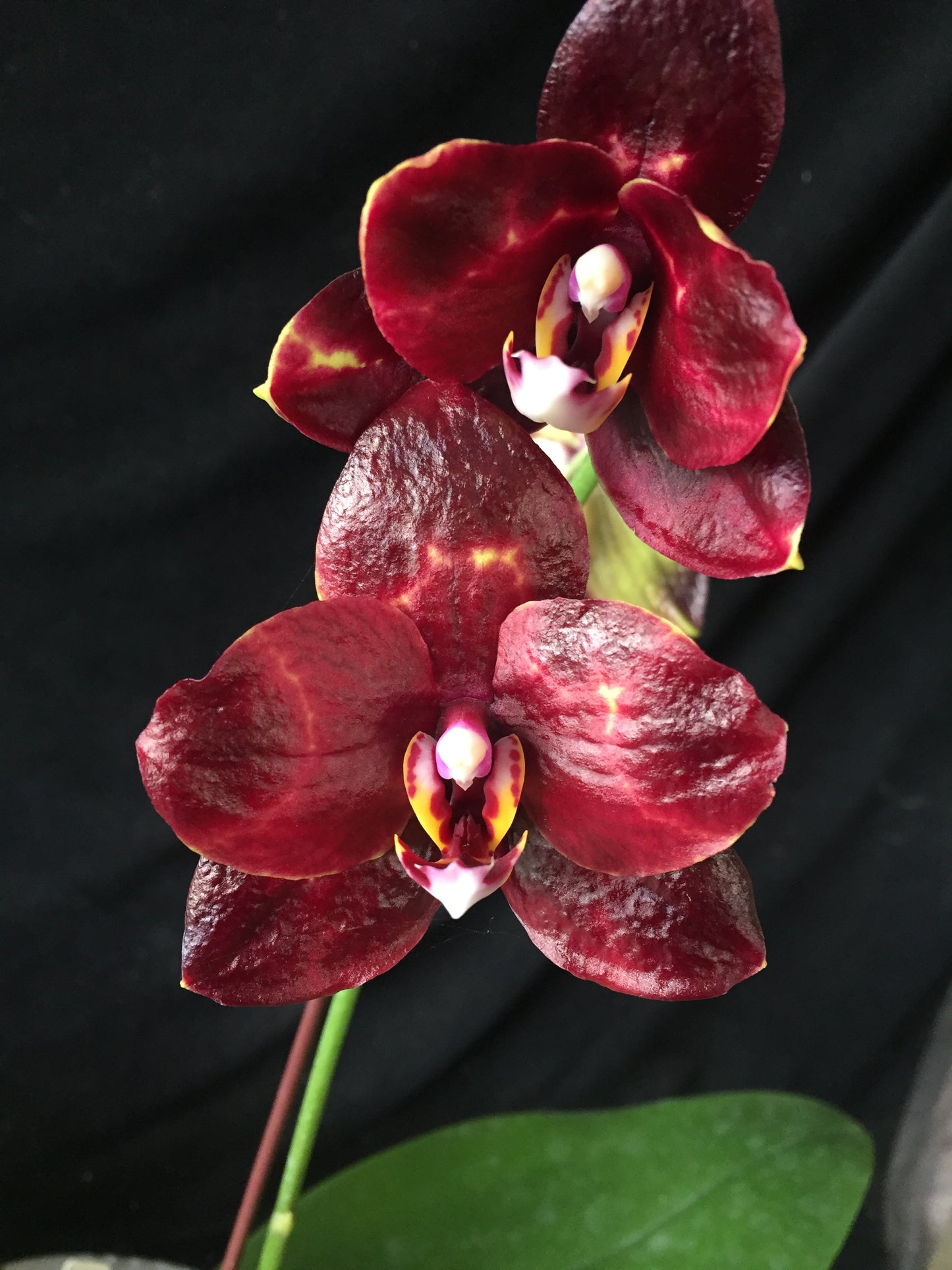 Phalaenopsis Yaphon Black Snake 'Mainshow #6'