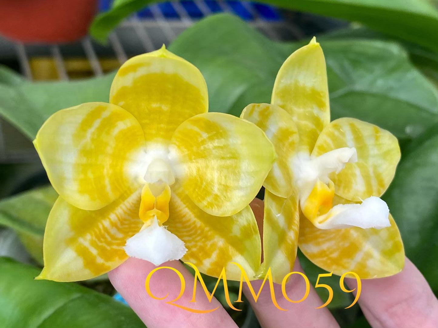Phalaenopsis Yaphon Love Song 'Yellow #2' Flowering 230811