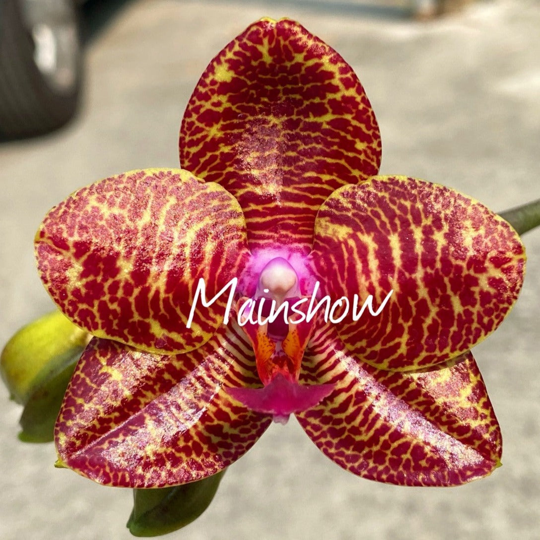 Phalaenopsis Miro Gold Mosla 'MS'