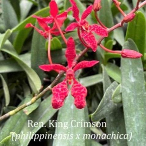Renanthera King Crimson