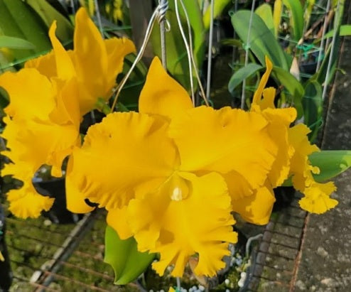 Rhyncholaeliocattleya (Rlc.) Emperor Gold (clone)