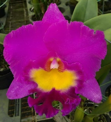 Rhyncholaeliocattleya (Rlc.) Mao-Shan Rose (clone)