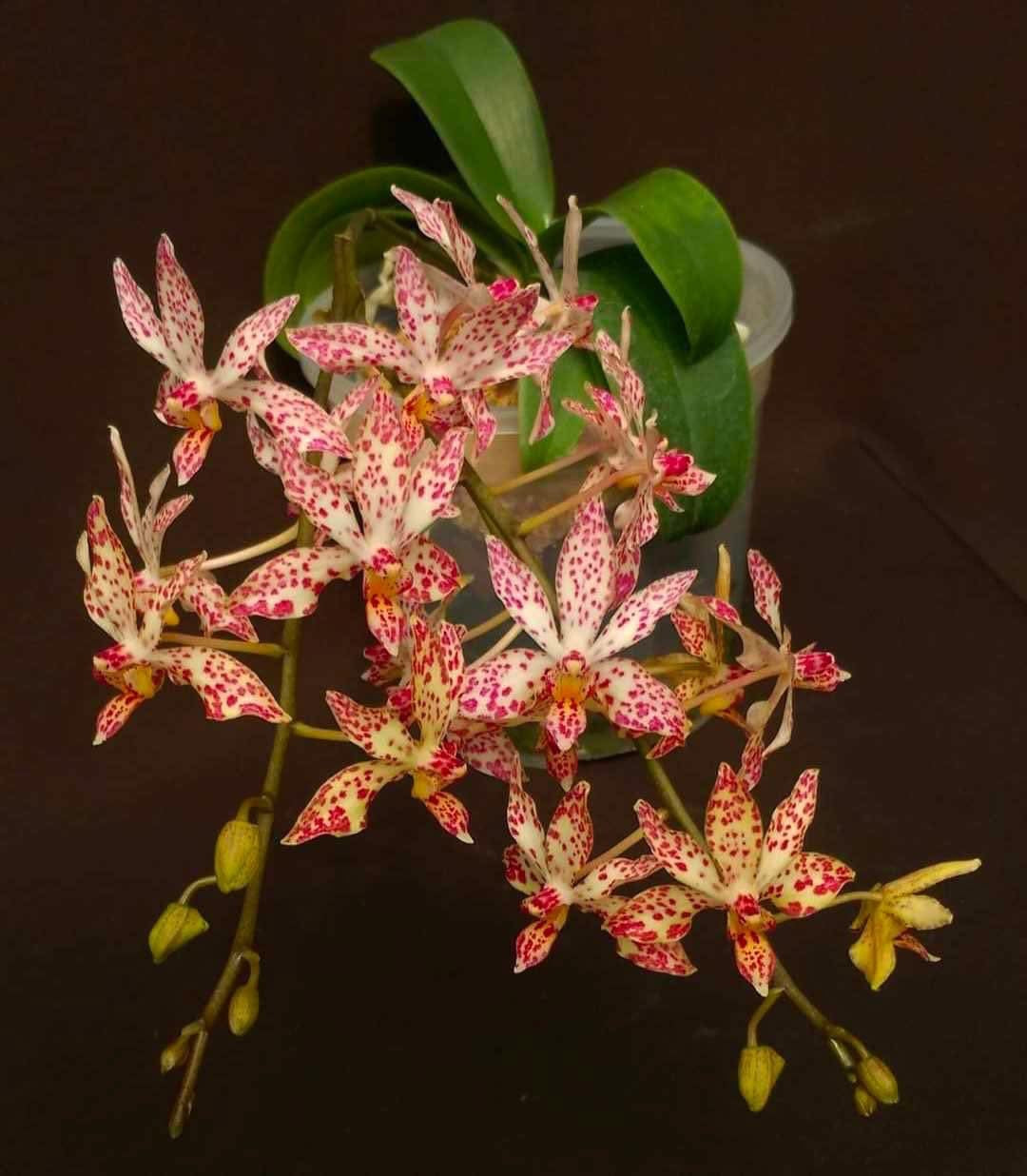 Renanthopsis Chienlung Star River 'Dragon Head' (clone)