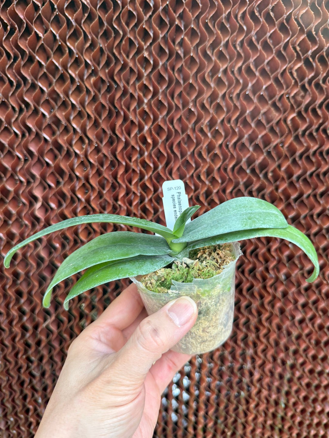 Phalaenopsis kapuasensis - seed grown