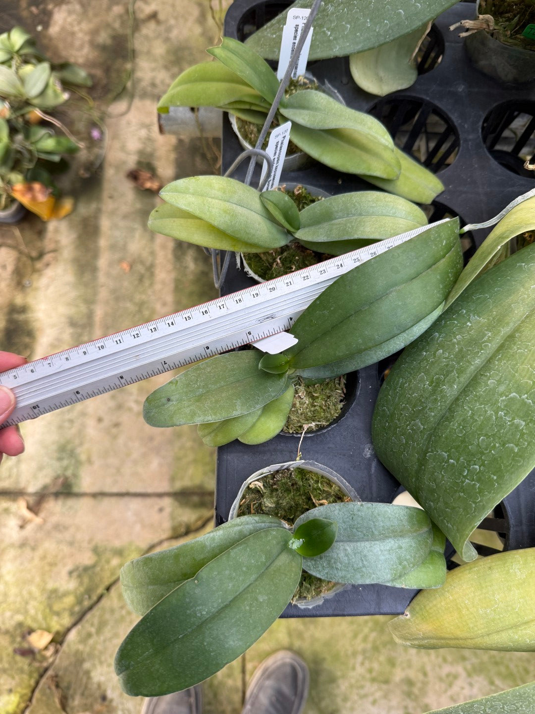 Phalaenopsis kapuasensis - seed grown