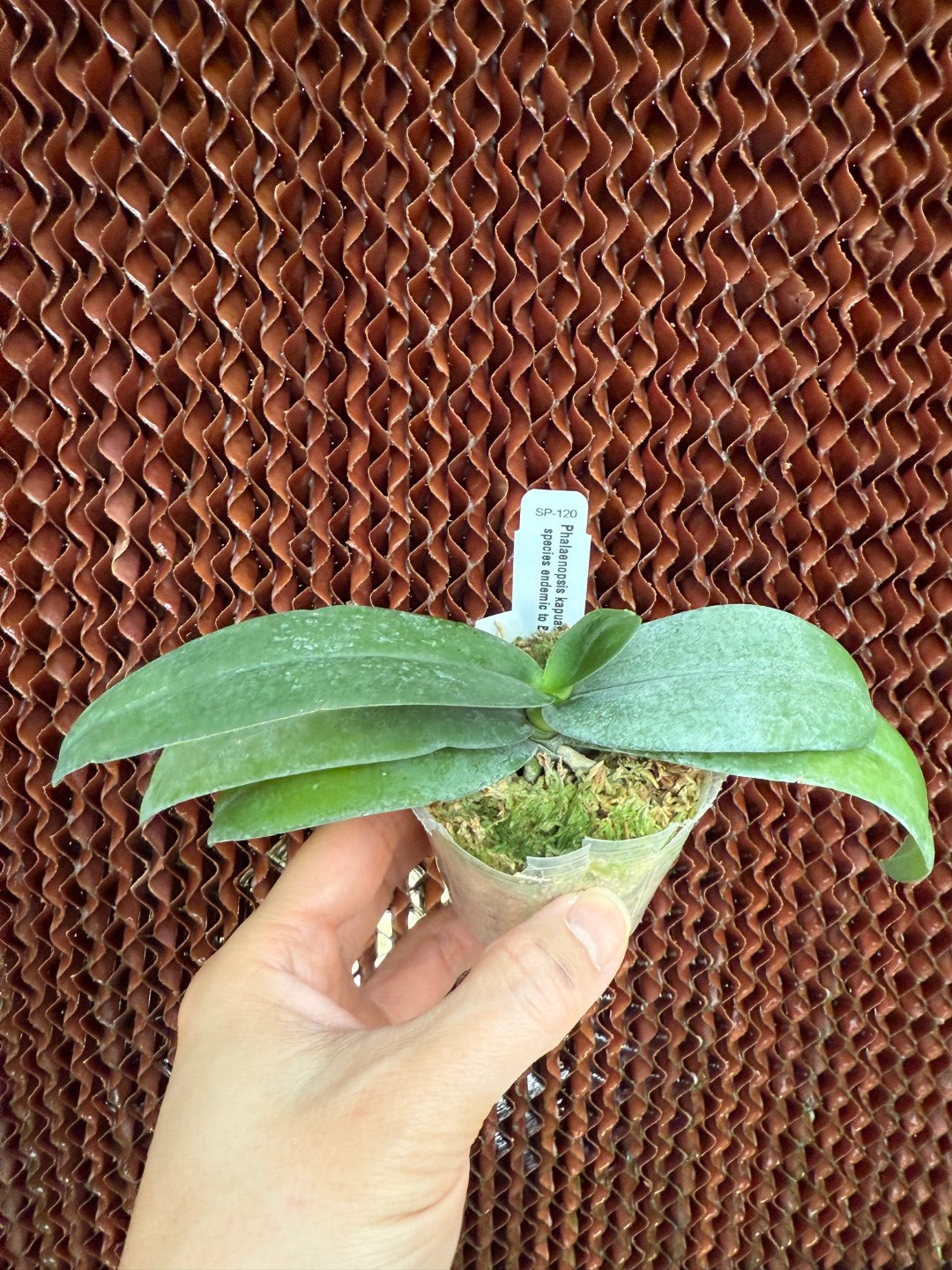 Phalaenopsis kapuasensis - seed grown