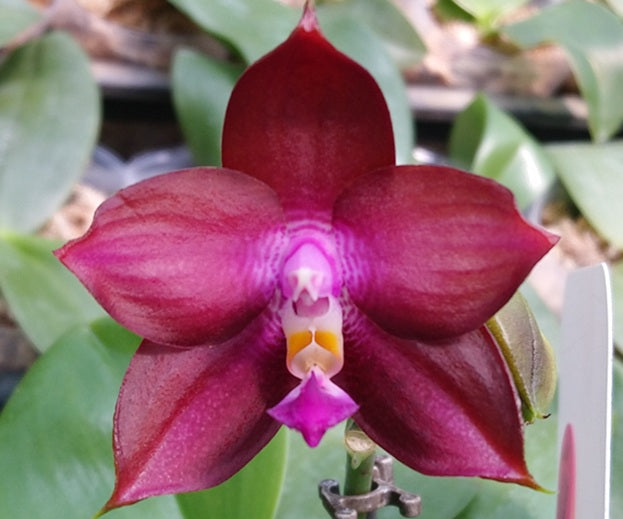 ST1838 Phalaenopsis Zheng Min Spruce 'Chocolate'