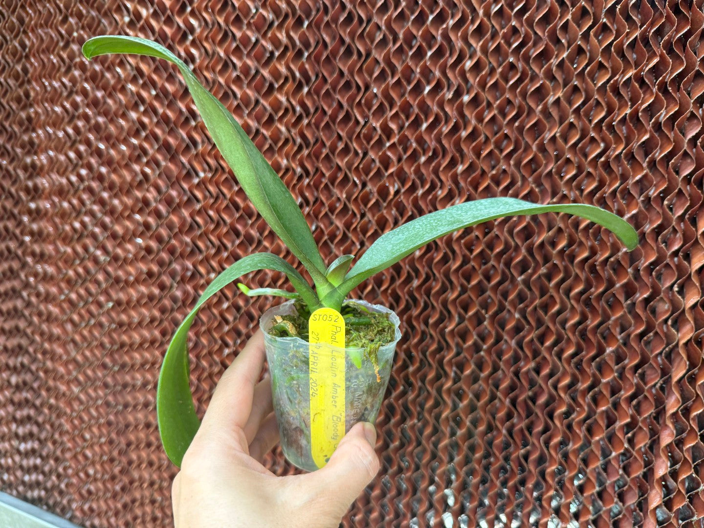 Phalaenopsis Lioulin Amber 'Bloody Gold'