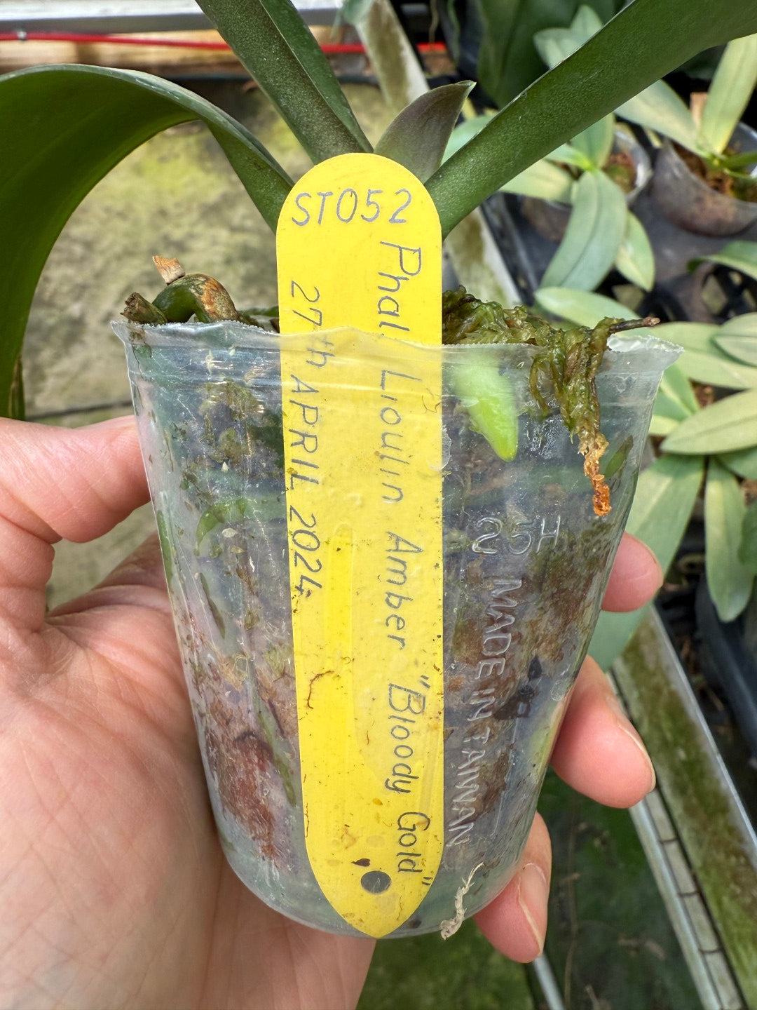 Phalaenopsis Lioulin Amber 'Bloody Gold'