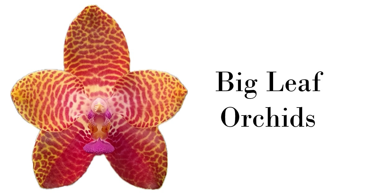 Big Leaf Orchids hybrid