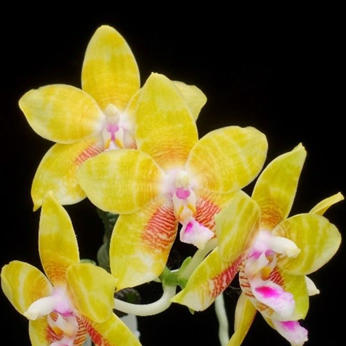 Phalaenopsis Smiley Katherine 'Wilson #3' 231120 Spiking